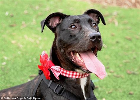 These 10 dogs at Windsor Battersea are looking for forever homes.